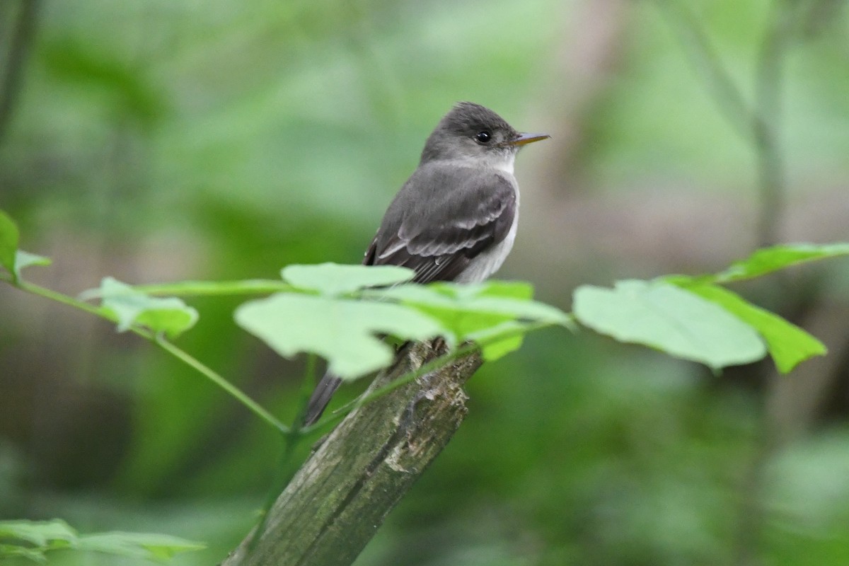 Eastern Wood-Pewee - ML619963014