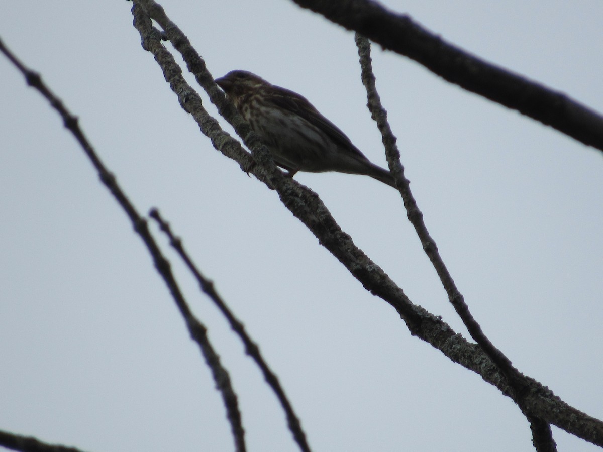 Purple Finch - ML619963019