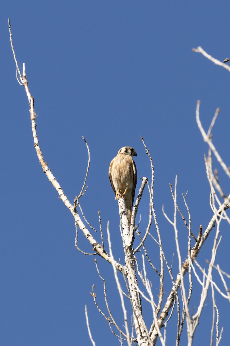 American Kestrel - ML619963022