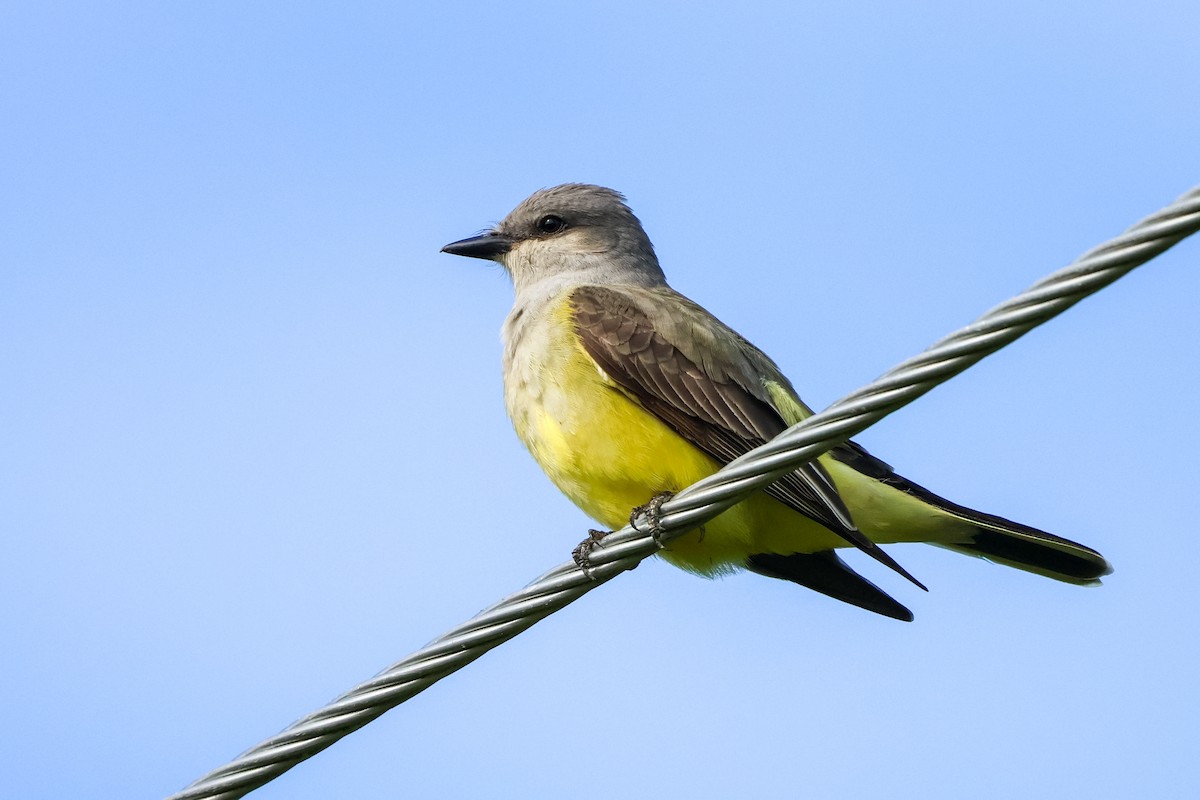 Western Kingbird - ML619963048