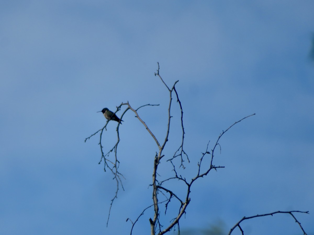 Ruby-throated Hummingbird - ML619963052