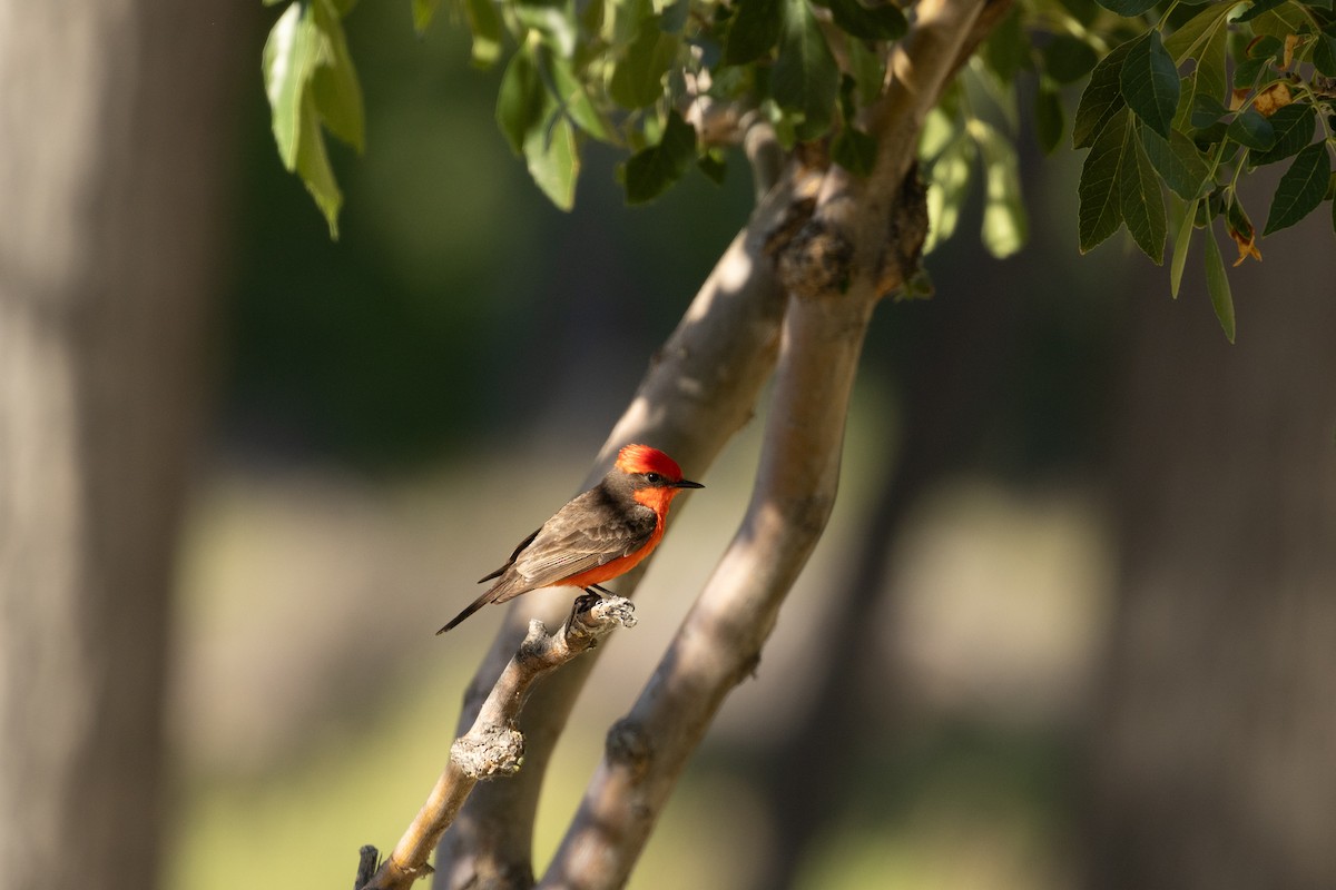 Vermilion Flycatcher - ML619963062