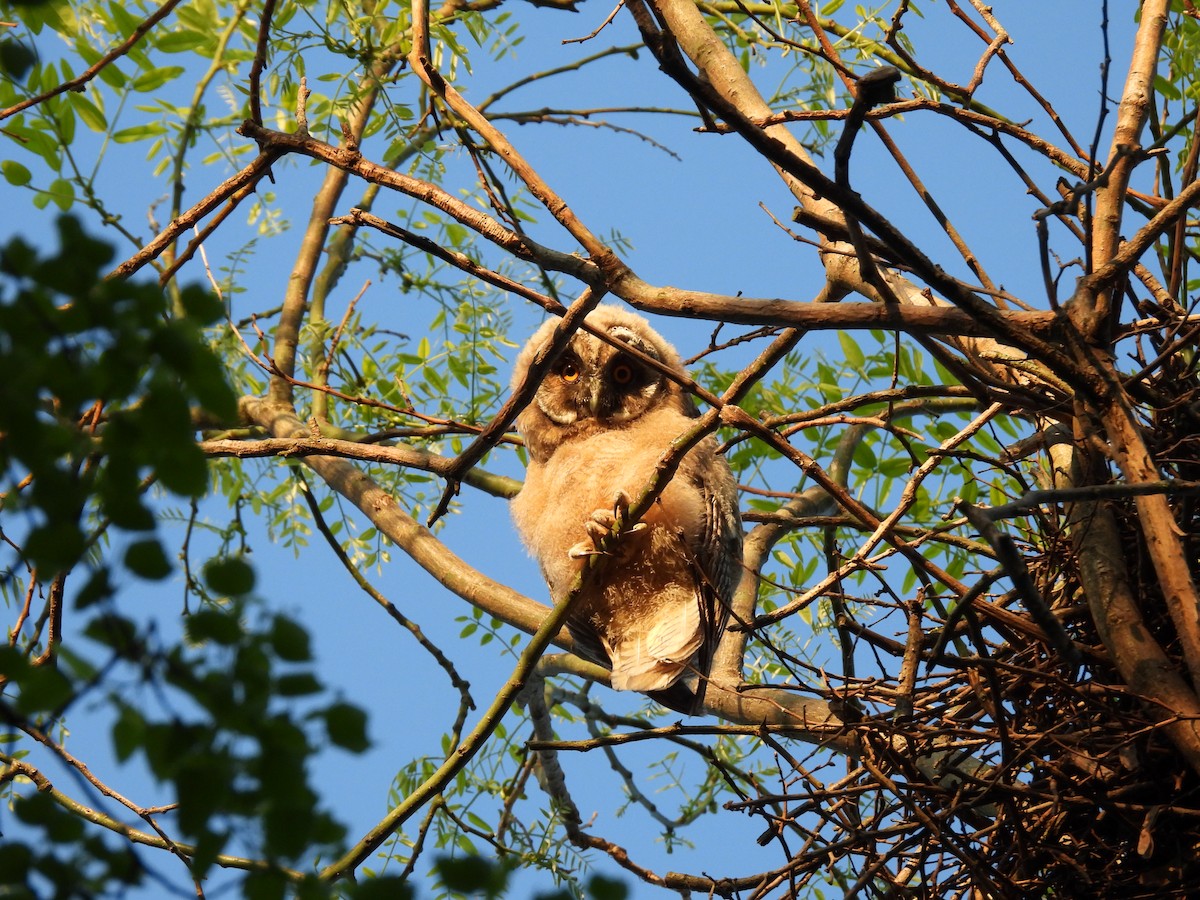 Long-eared Owl - ML619963074