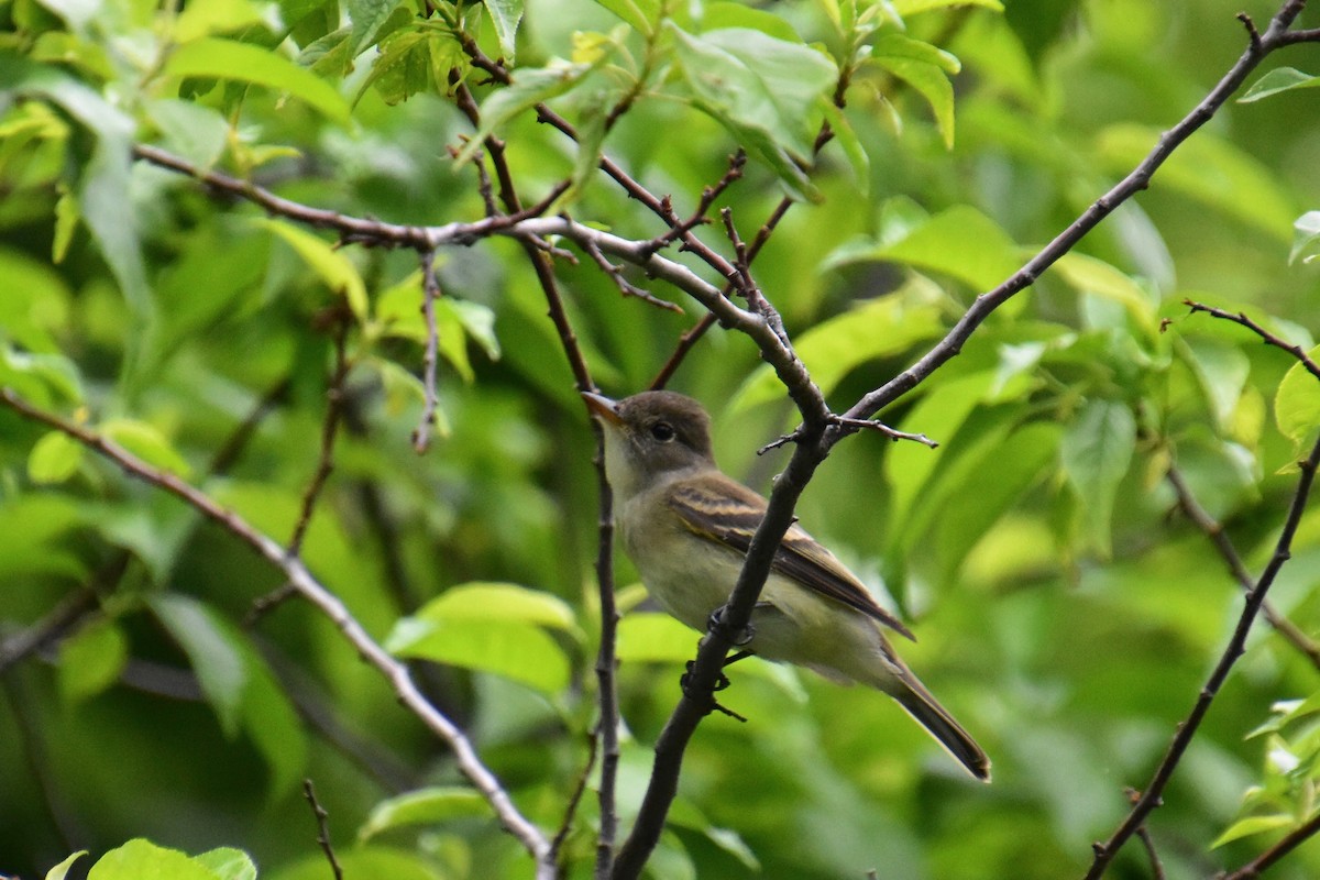 Alder Flycatcher - ML619963083