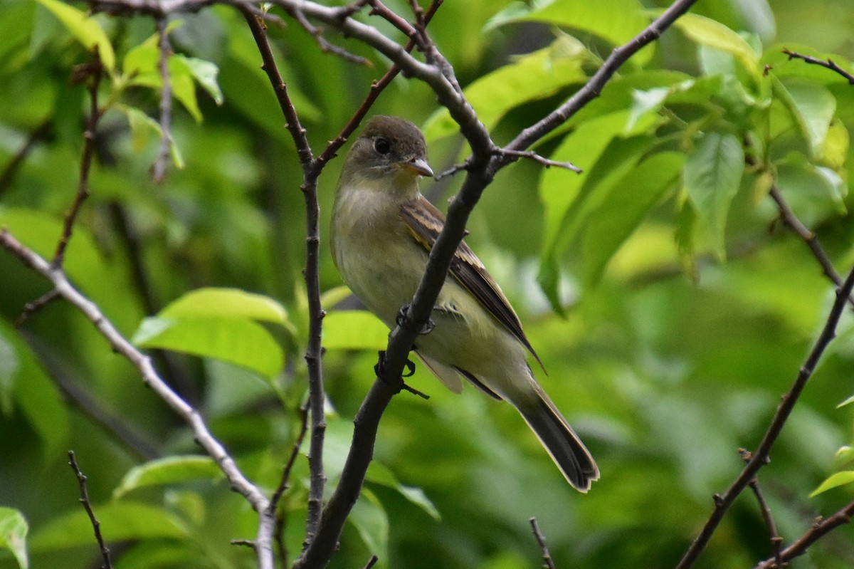 Alder Flycatcher - ML619963084