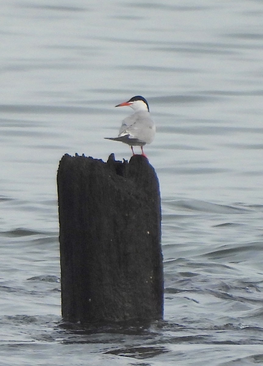 Common Tern - ML619963086