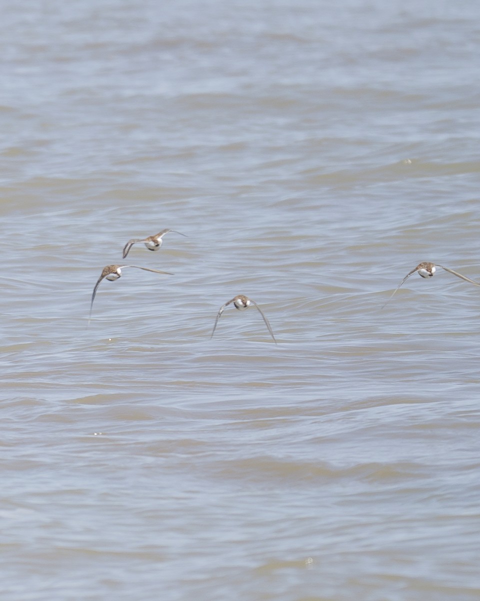 Dunlin - ML619963095