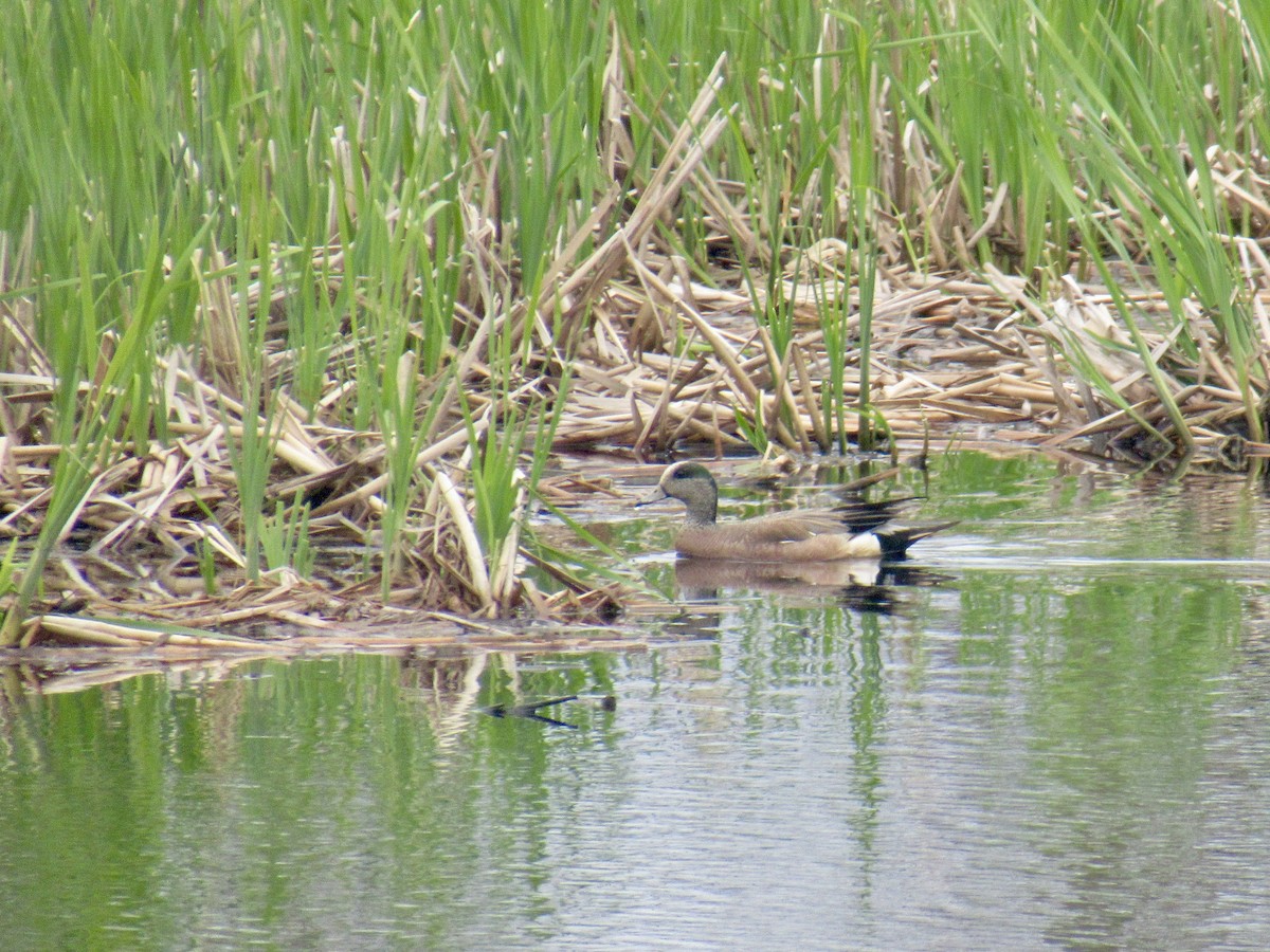 American Wigeon - ML619963129