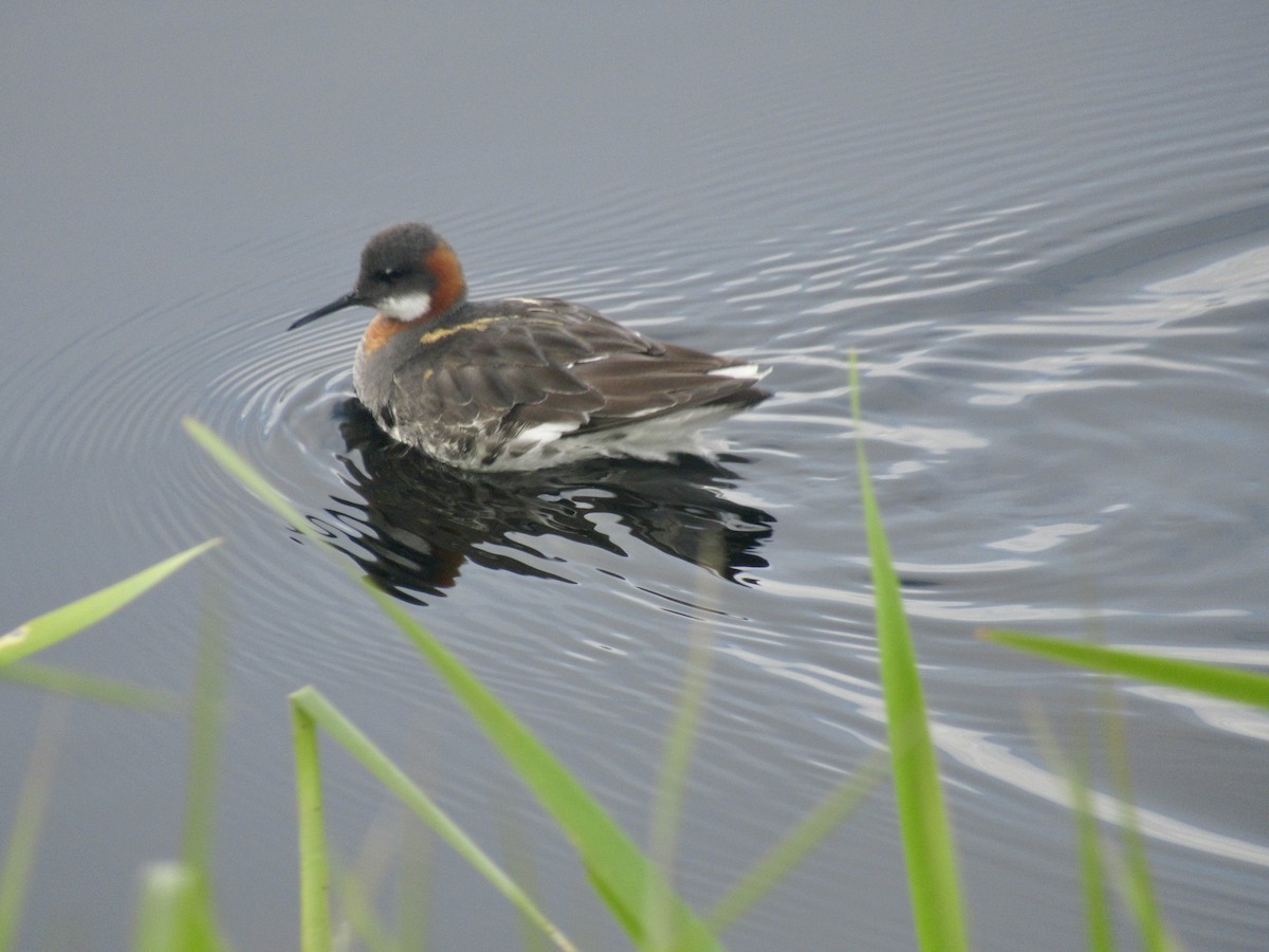 Red-necked Phalarope - ML619963161