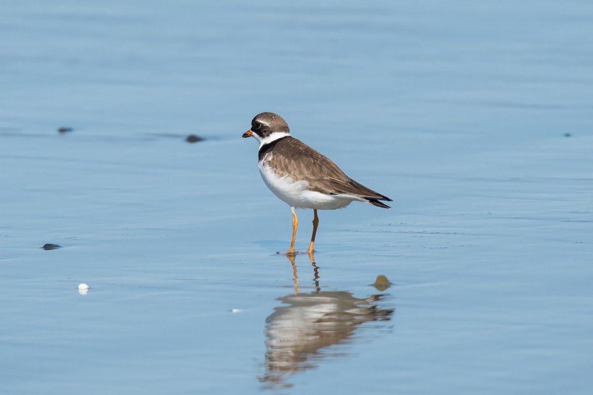 Semipalmated Plover - ML619963180