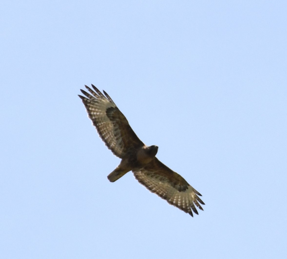 Red-tailed Hawk (calurus/alascensis) - ML619963184