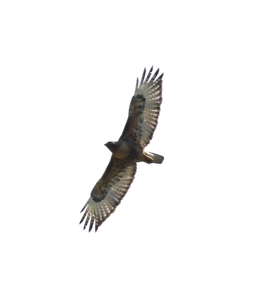 Red-tailed Hawk (calurus/alascensis) - ML619963186