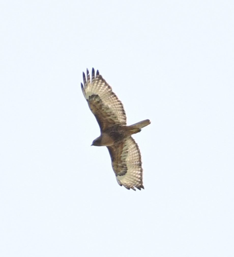 Red-tailed Hawk (calurus/alascensis) - ML619963188