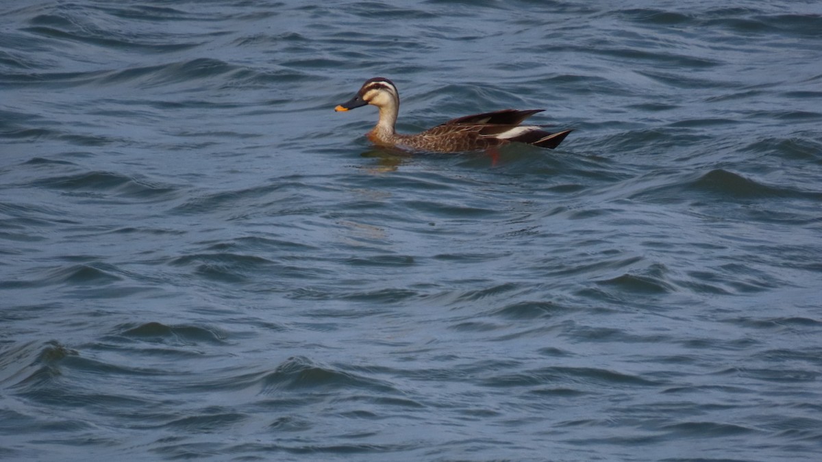 Eastern Spot-billed Duck - ML619963269
