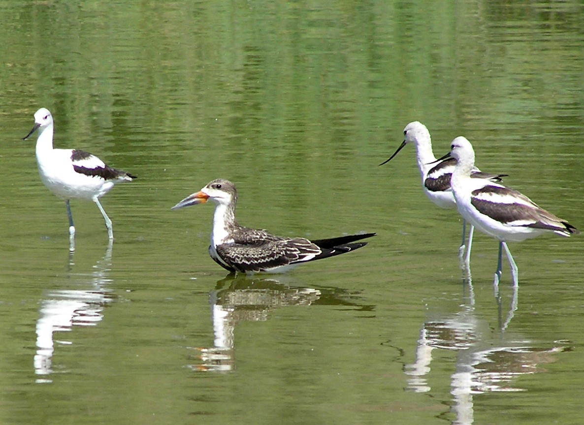 Black Skimmer - ML619963272