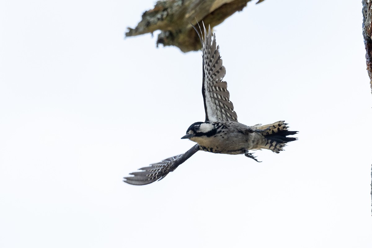 Red-cockaded Woodpecker - Trevor Sleight