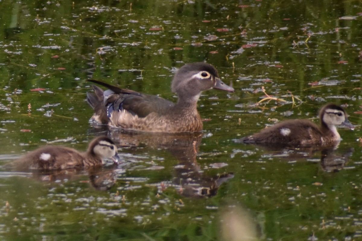 Wood Duck - ML619963322