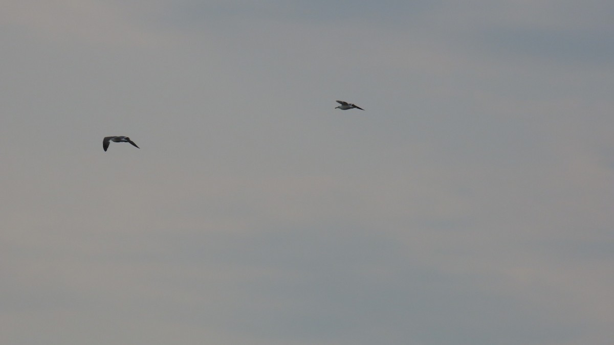 Black-tailed Gull - ML619963325