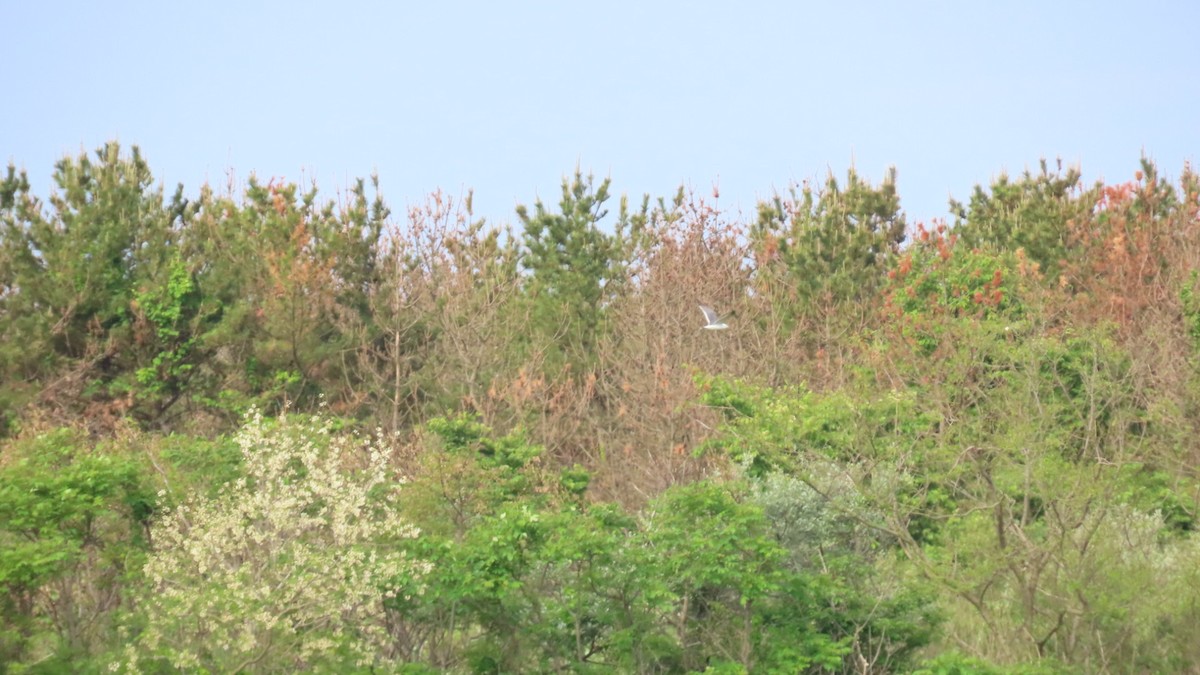 Black-tailed Gull - ML619963326