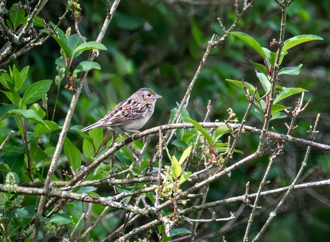 Grasshopper Sparrow - ML619963327