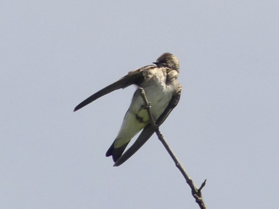 Northern Rough-winged Swallow - ML619963339