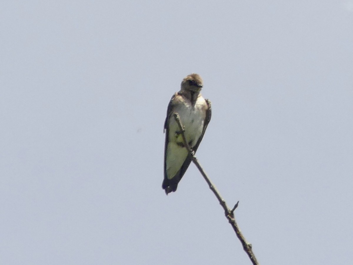 Northern Rough-winged Swallow - ML619963340