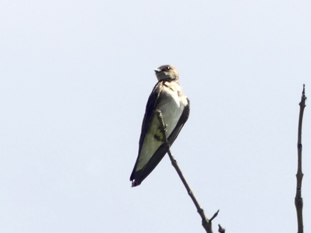 Northern Rough-winged Swallow - ML619963341
