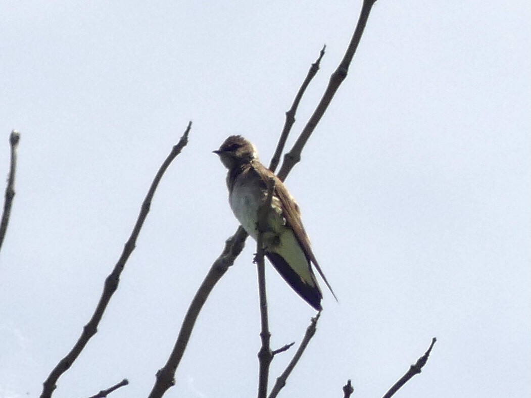 Northern Rough-winged Swallow - ML619963342