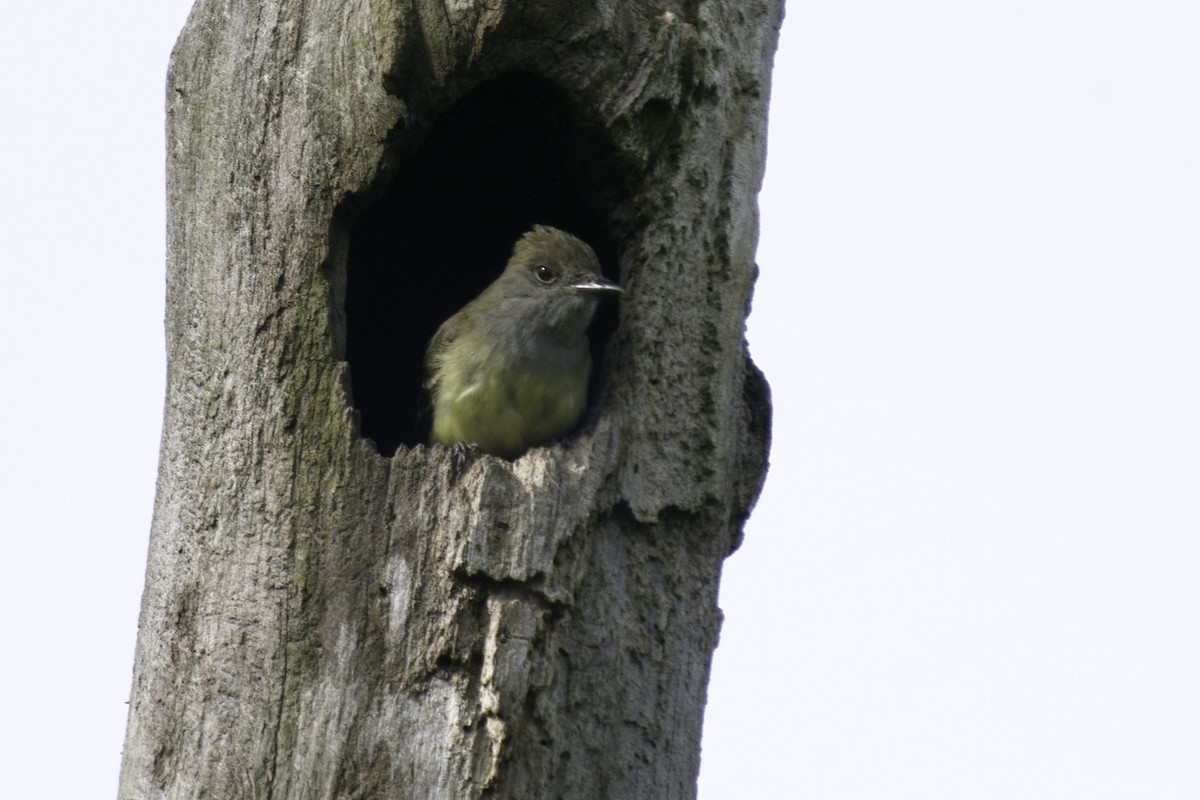 Great Crested Flycatcher - ML619963352