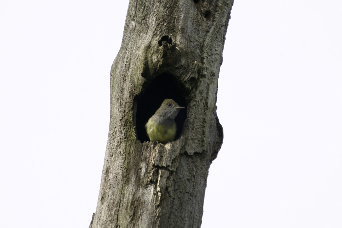 Great Crested Flycatcher - ML619963353