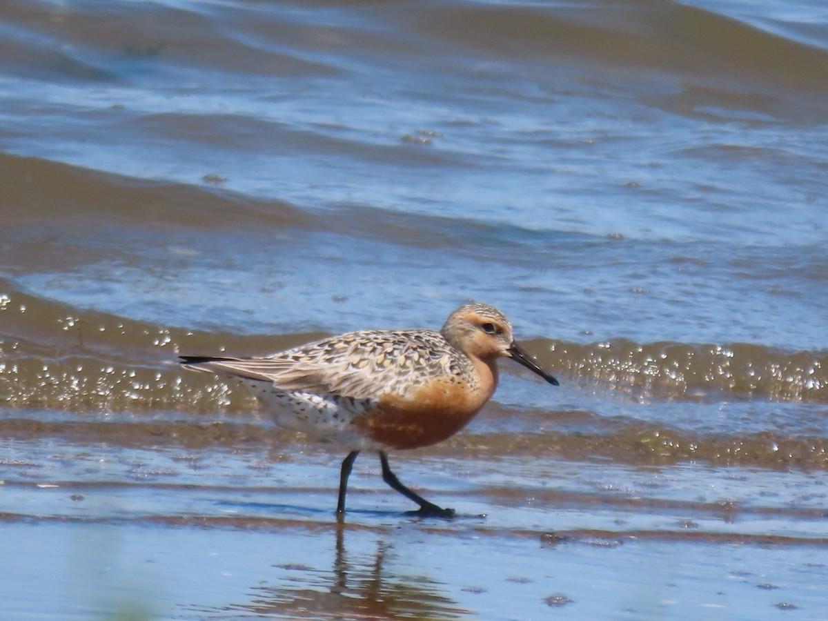 Red Knot - ML619963355