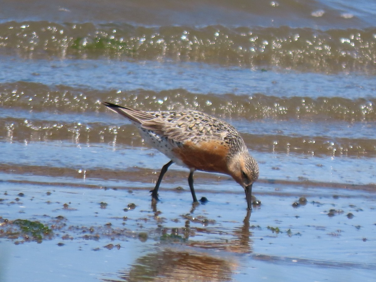 Red Knot - ML619963356