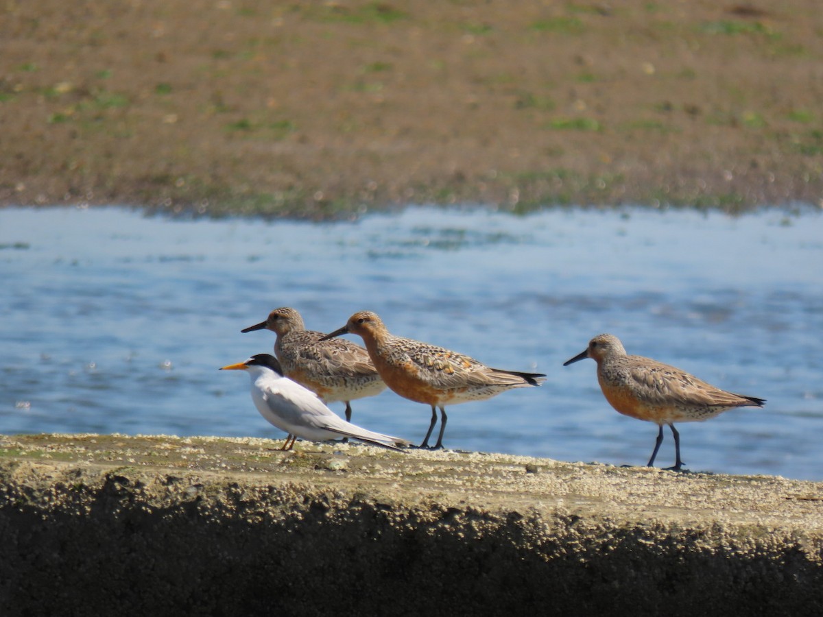 Red Knot - ML619963357