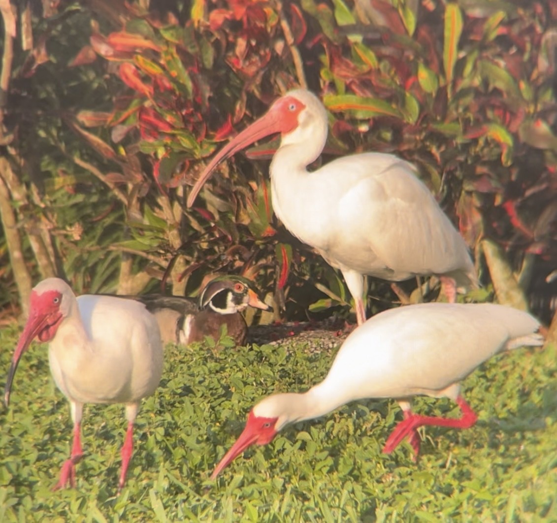 ibis bílý - ML619963385