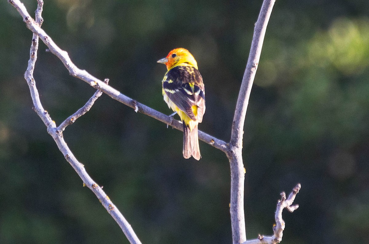 Western Tanager - ML619963386