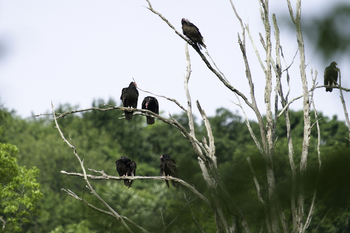 Turkey Vulture - ML619963387