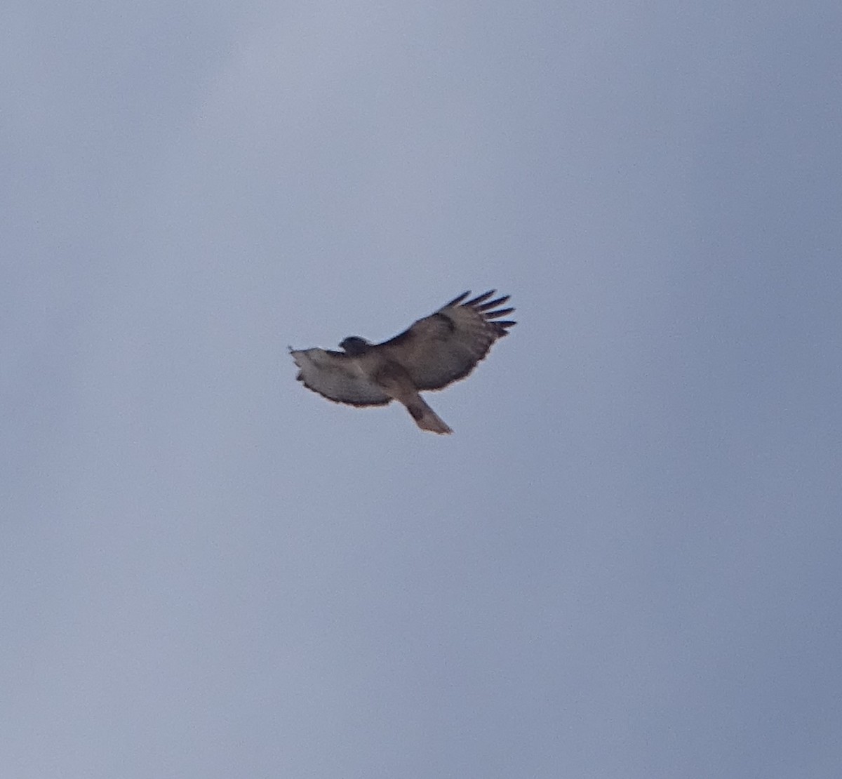 Red-tailed Hawk - ML619963389
