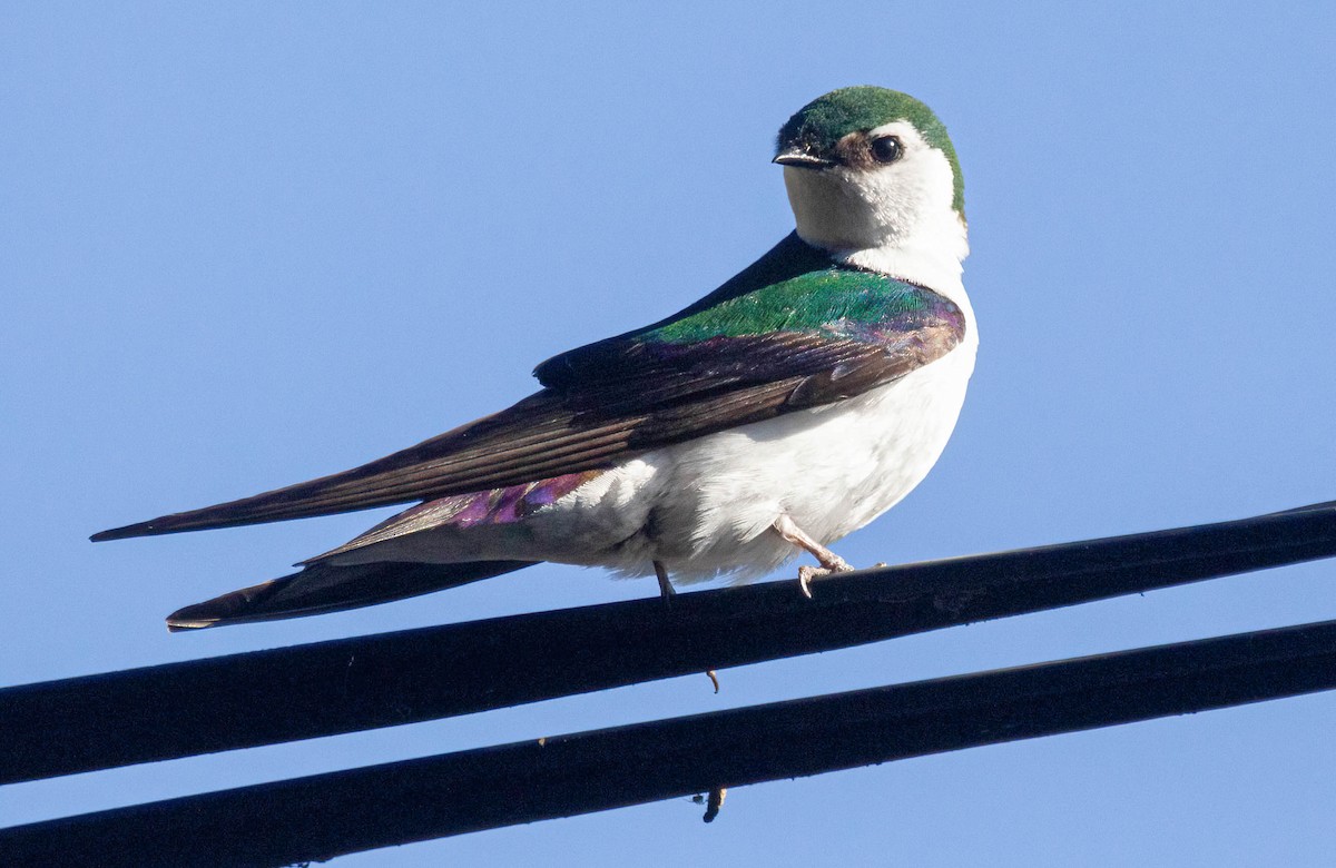 Violet-green Swallow - ML619963400