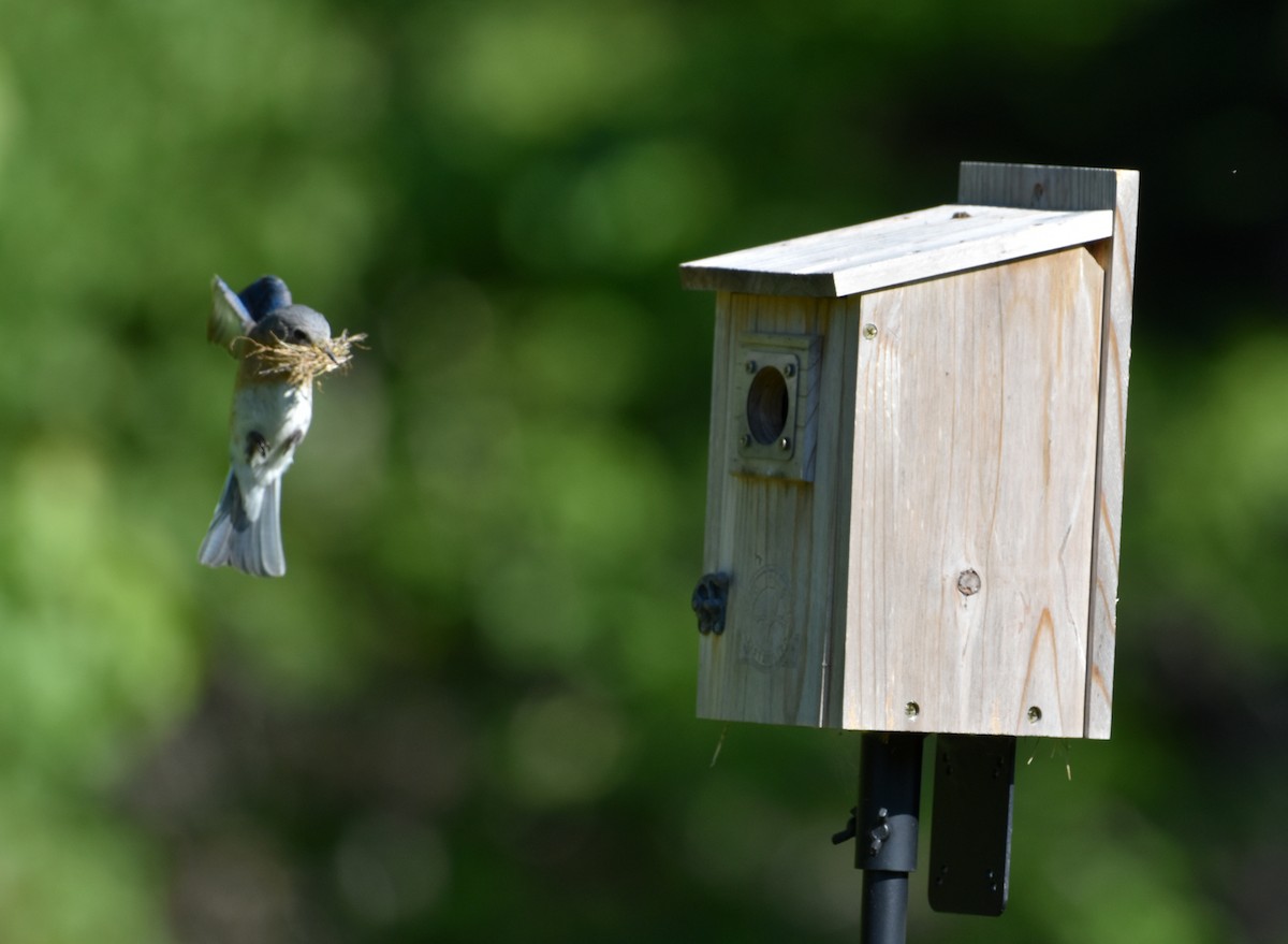 Eastern Bluebird - ML619963440