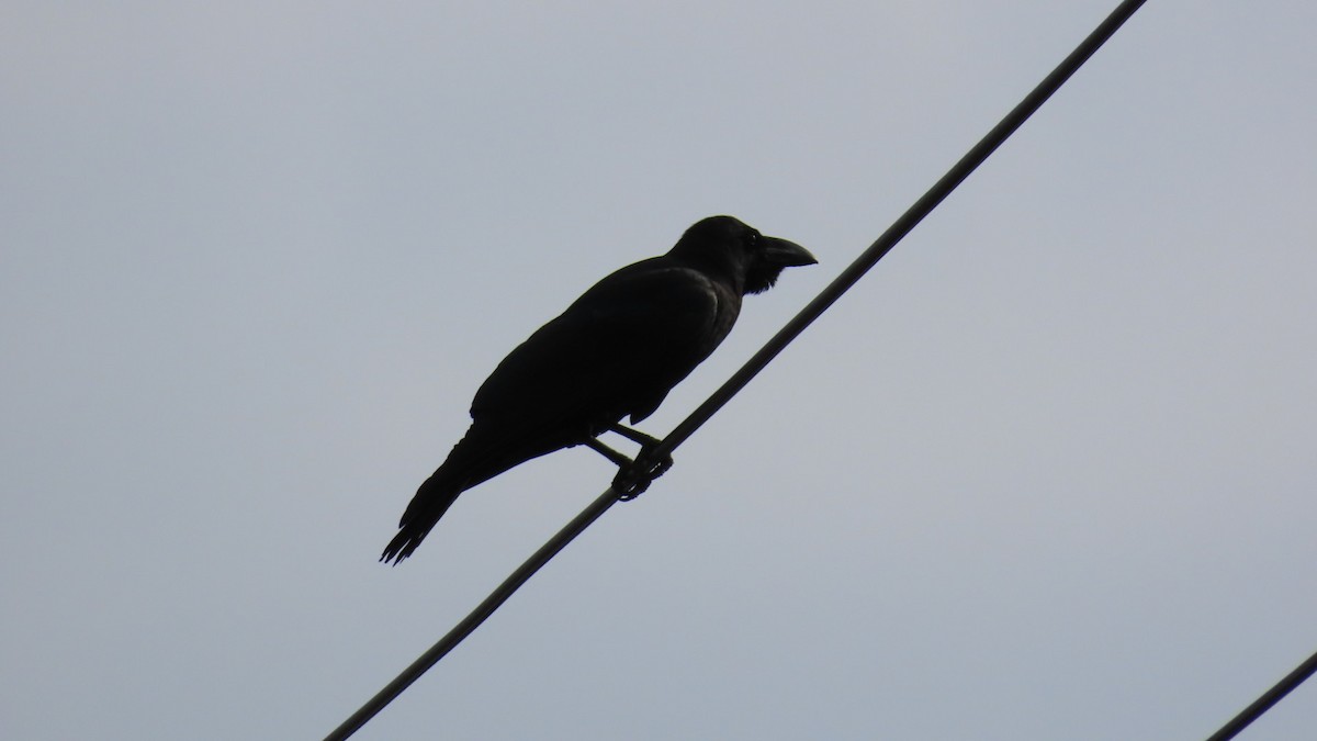Large-billed Crow - ML619963441