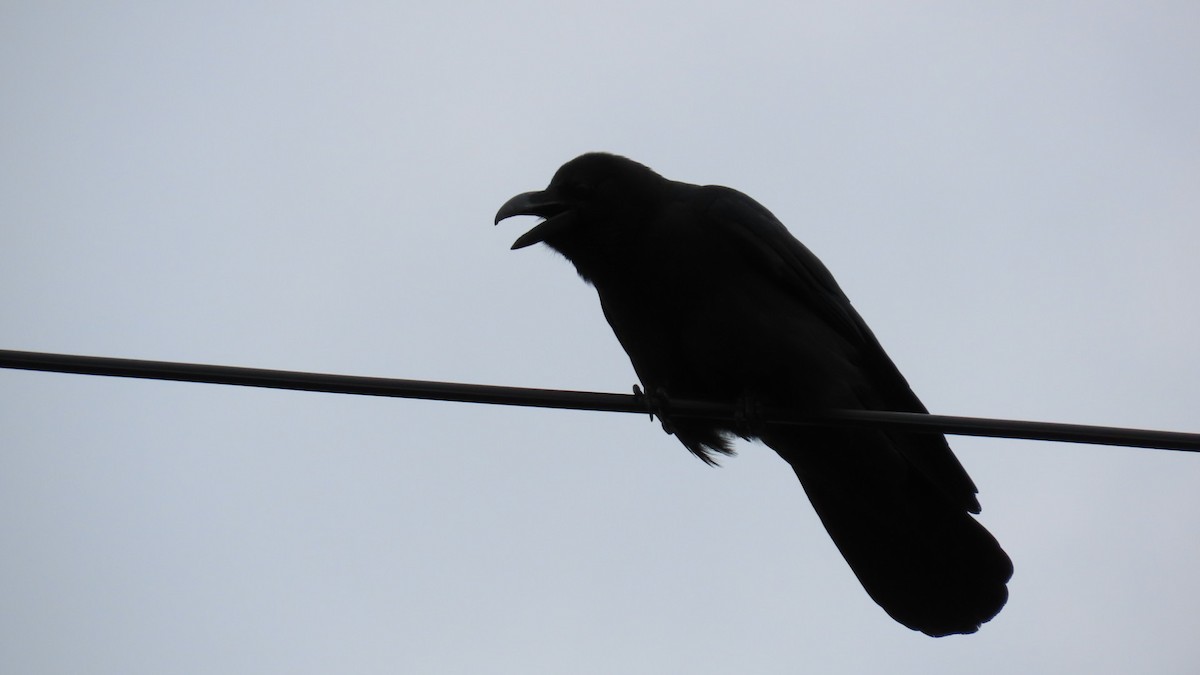 Large-billed Crow - ML619963443