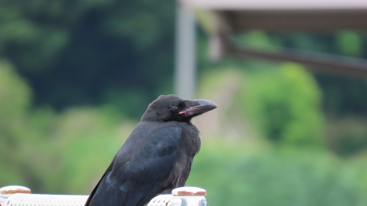 Large-billed Crow - ML619963444