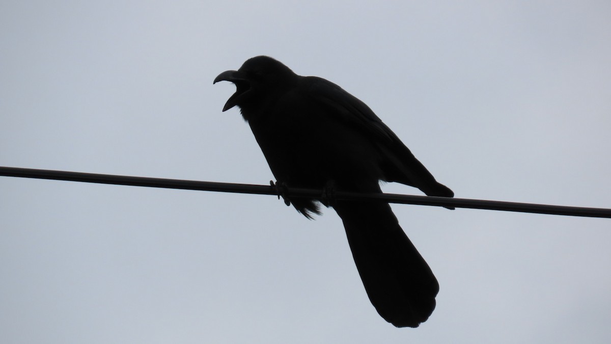 Large-billed Crow - ML619963445