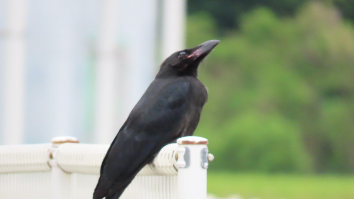 Large-billed Crow - ML619963446