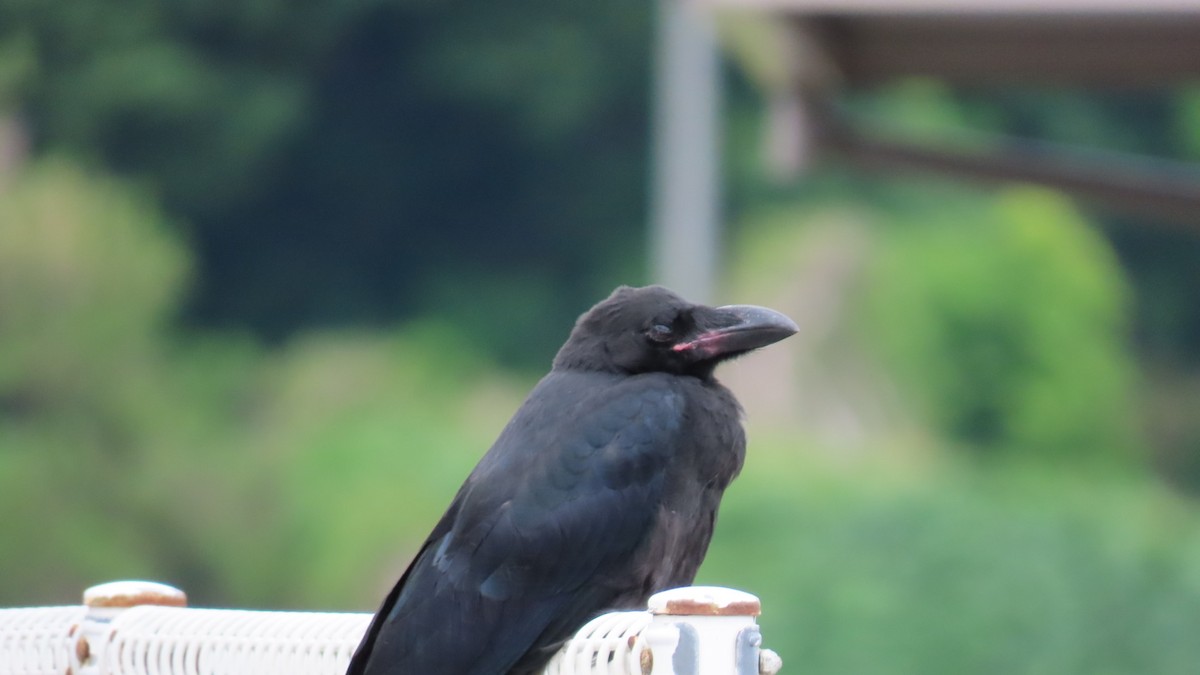 Large-billed Crow - ML619963447