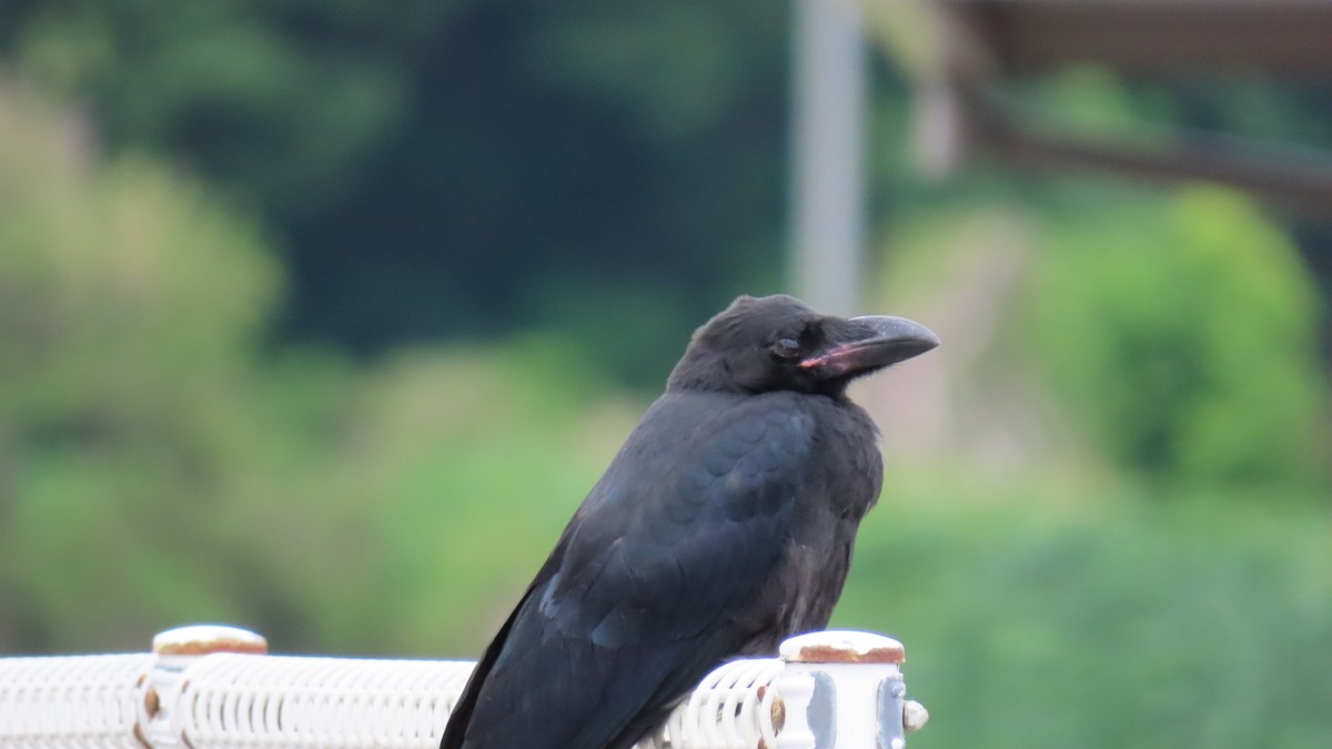 Large-billed Crow - ML619963448