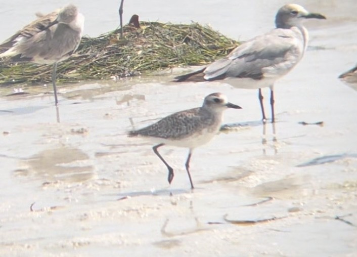 Black-bellied Plover - ML619963471