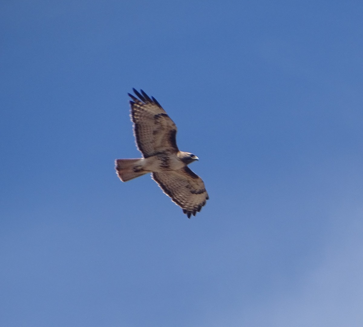 Red-tailed Hawk - ML619963473