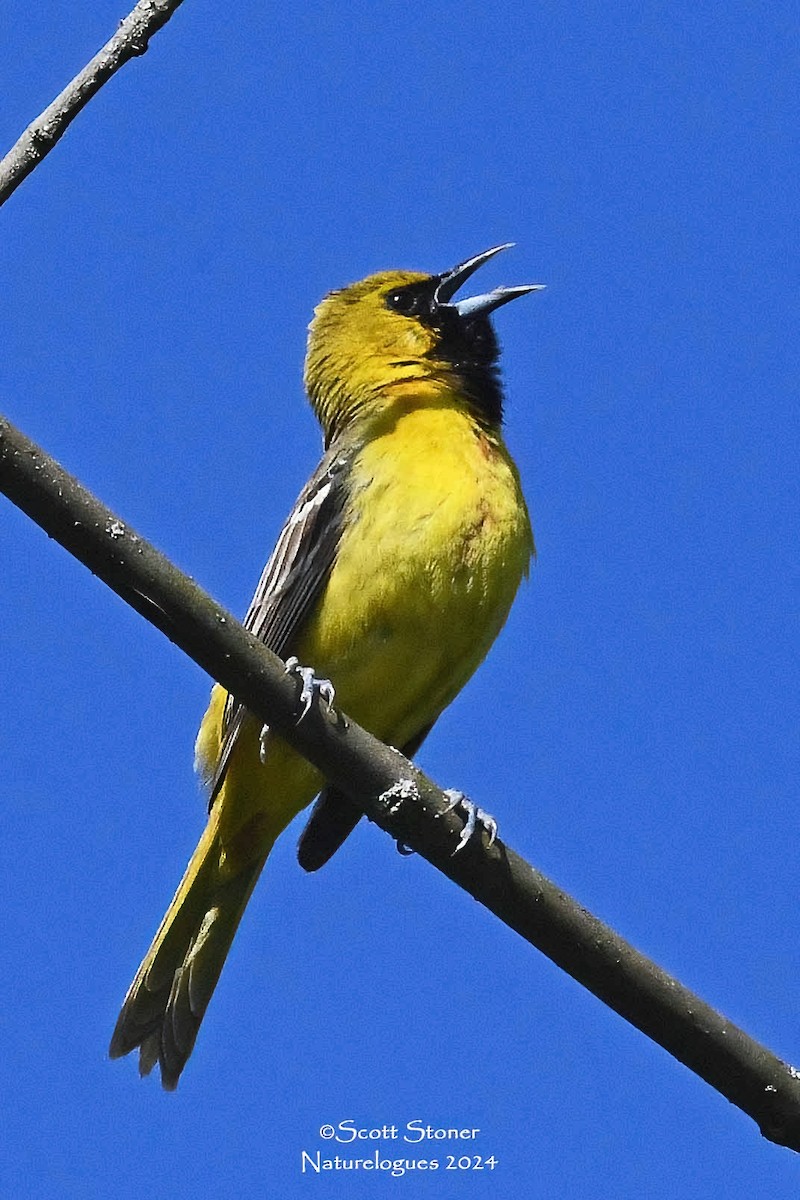 Orchard Oriole - ML619963482
