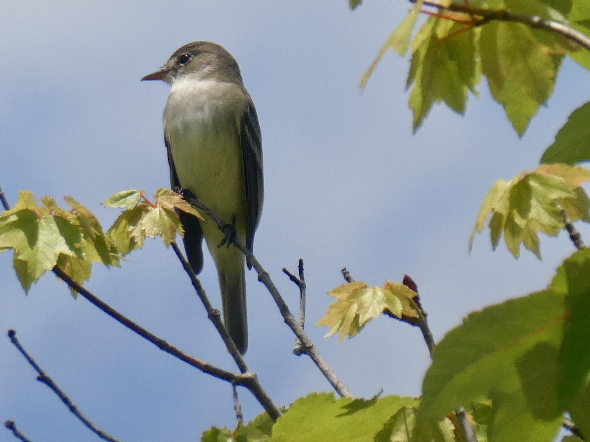 Willow Flycatcher - ML619963483